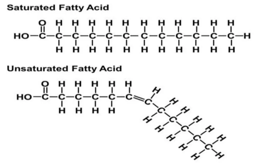 Saturated vs Unsaturated Fat molecule