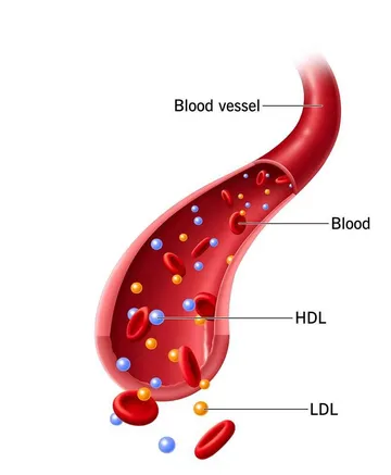 Cutaway diagram of a blood vessel with labelled red blood cells and scattered blue HDL and orange LDL particles